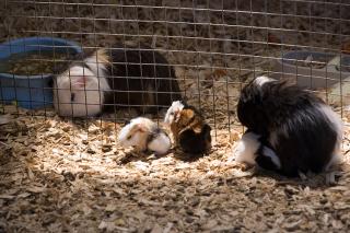 Guinea Pigs